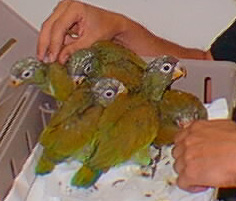 5 baby birds