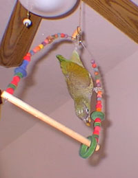 Bird on a swing
